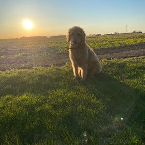 Meet your Posher, Allison